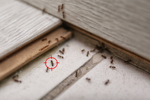 Best Wildlife Control Services  in Waverly, NY