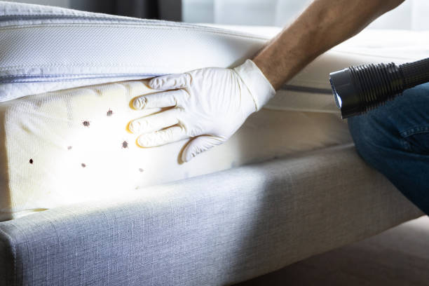 Wasp Removal Services in Waverly, NY